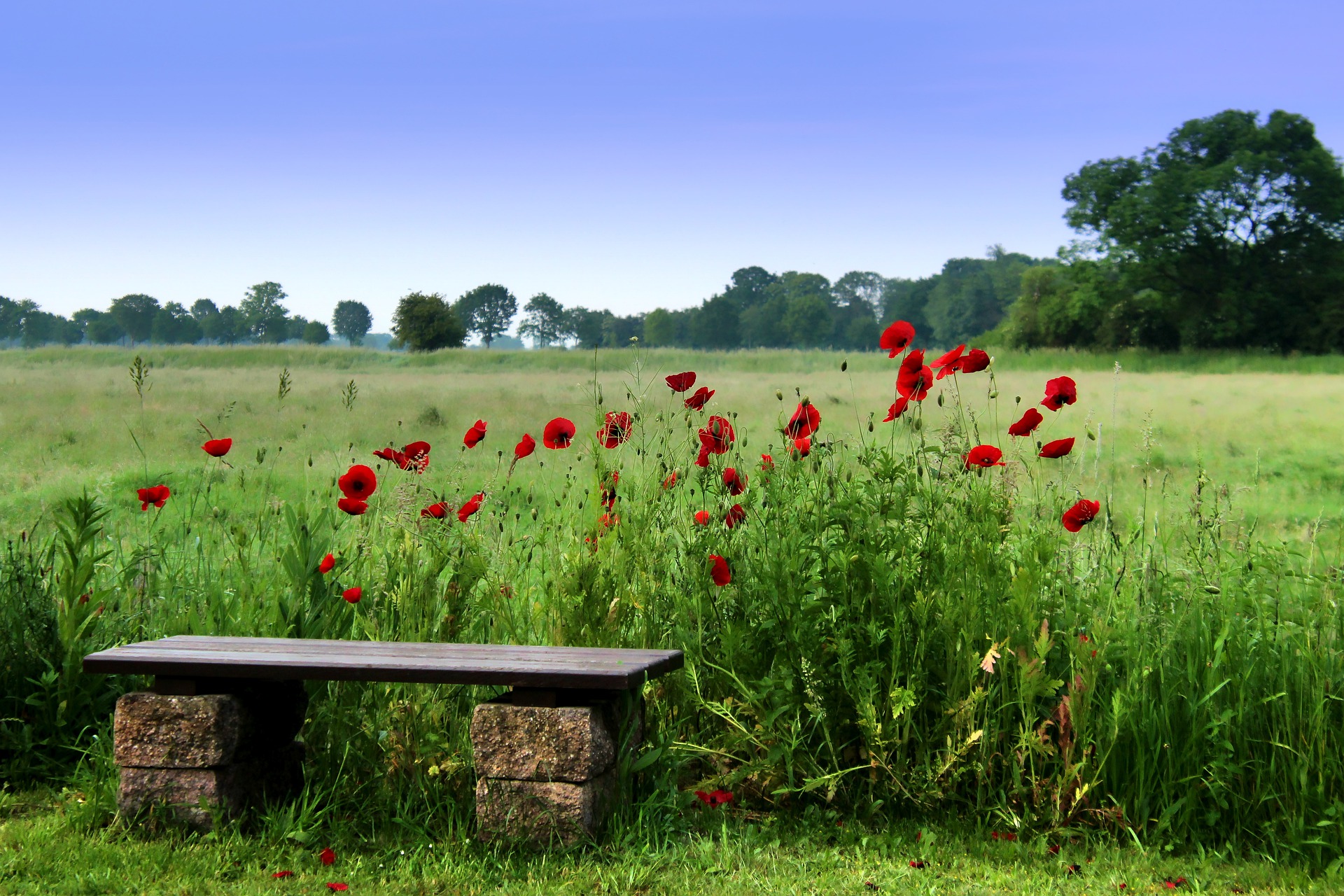 Sommerliche Wiese mit Mohnblumen und einer schlichten Steinbank