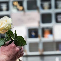 Weiße Rose vor einer Urnenwand